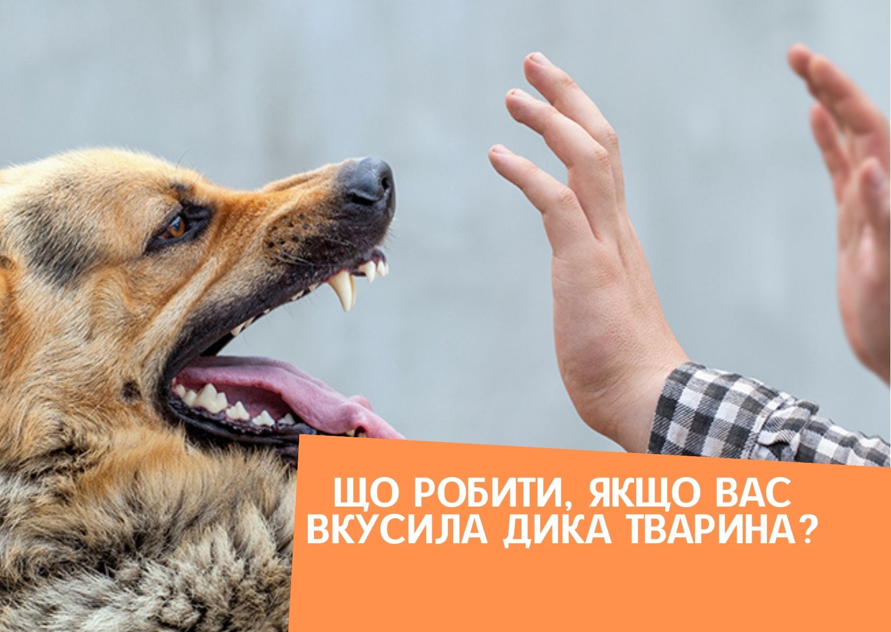 Що робити, якщо вас вкусила дика тварина?