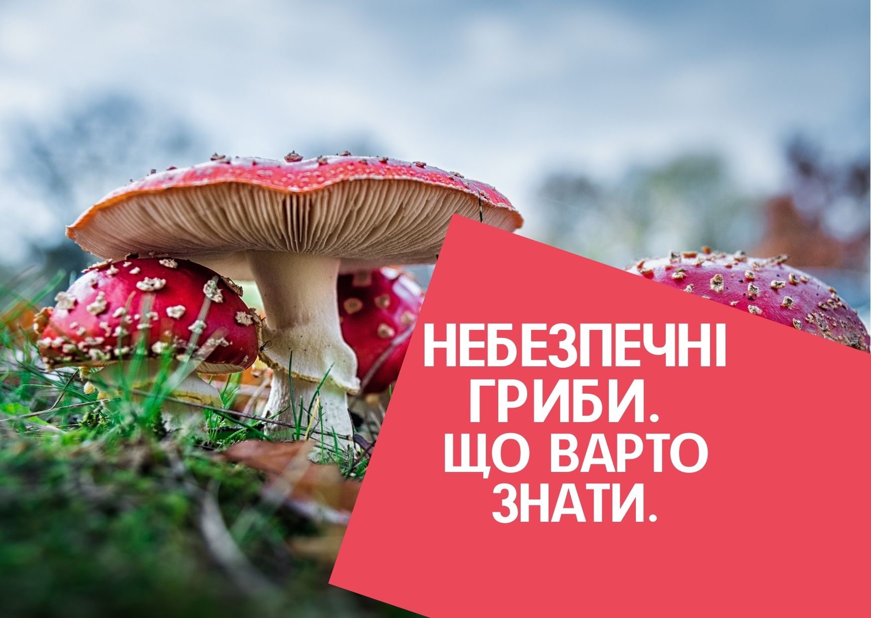 Небезпечні гриби. Що варто знати.