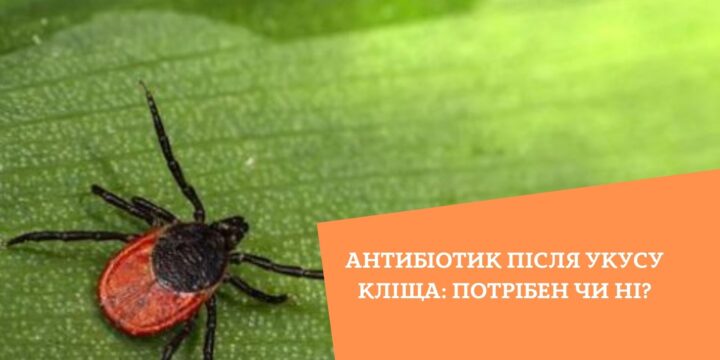 Антибіотик після укусу кліща: потрібен чи ні?