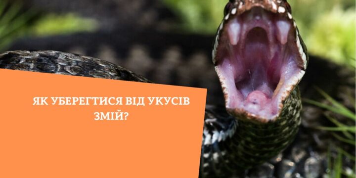 Як уберегтися від укусів змій?