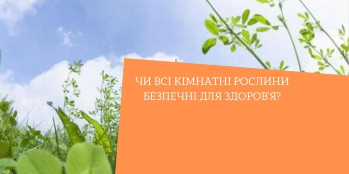 Чи всі кімнатні рослини безпечні для здоров’я?