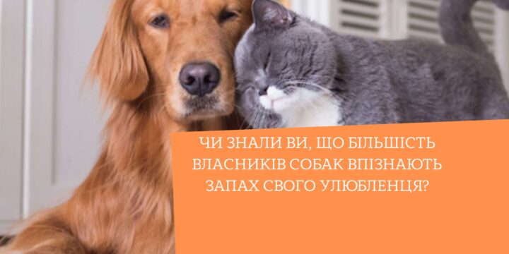 Чи знали ви, що більшість власників собак впізнають запах свого улюбленця?