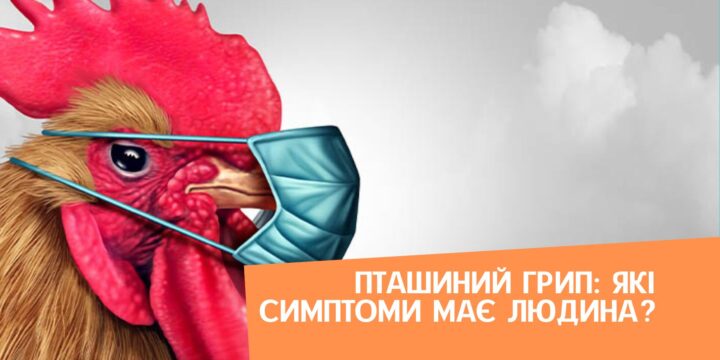 Пташиний грип: які симптоми має людина?