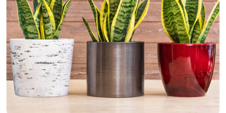 Кімнатні рослини: не лише краса в оселі, а й користь для організму